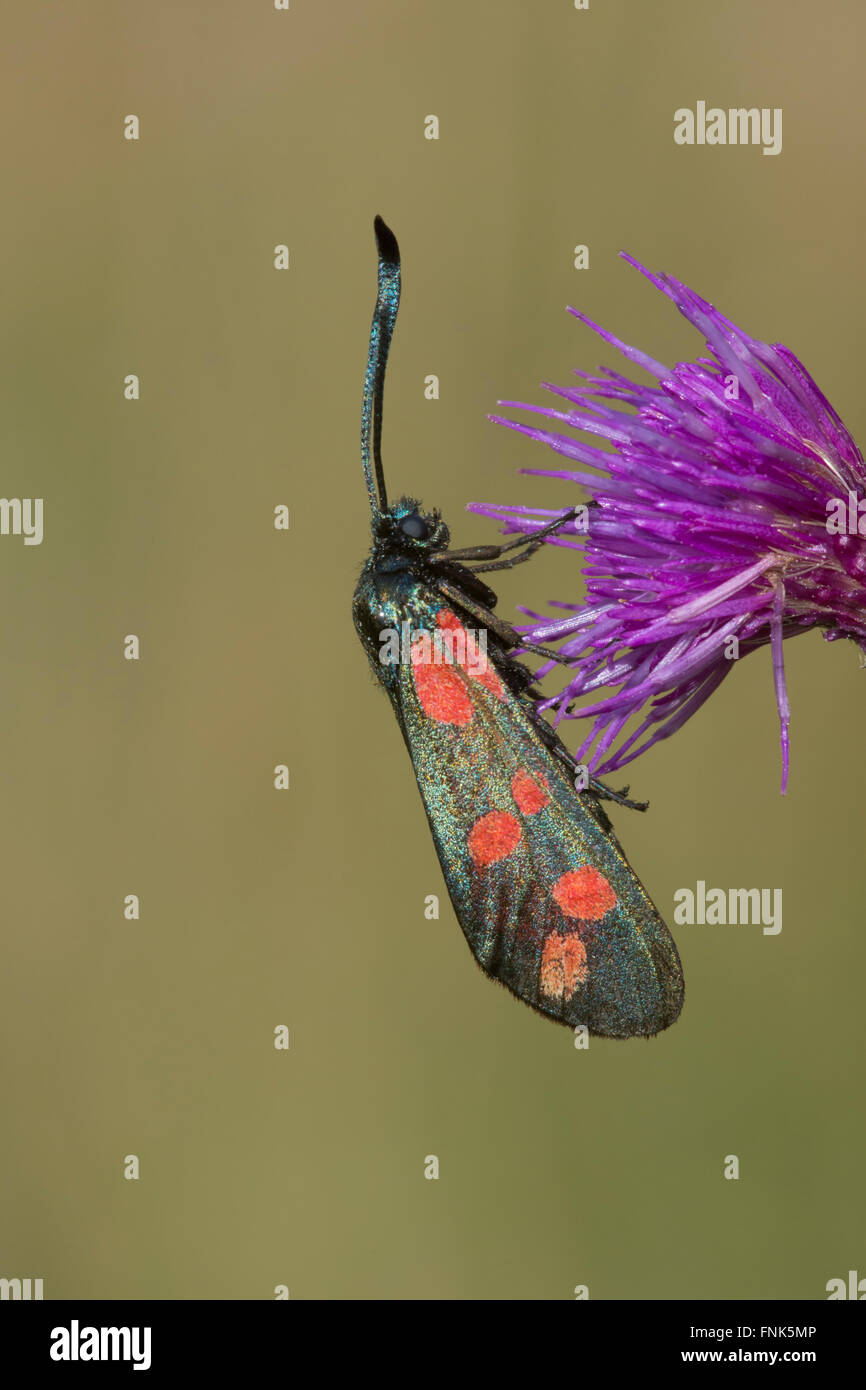 A Six Spot Burnet moth (Zygaena filipendulae) rests on a purple flowering head, Brede High Woods, East Sussex, UK Stock Photo