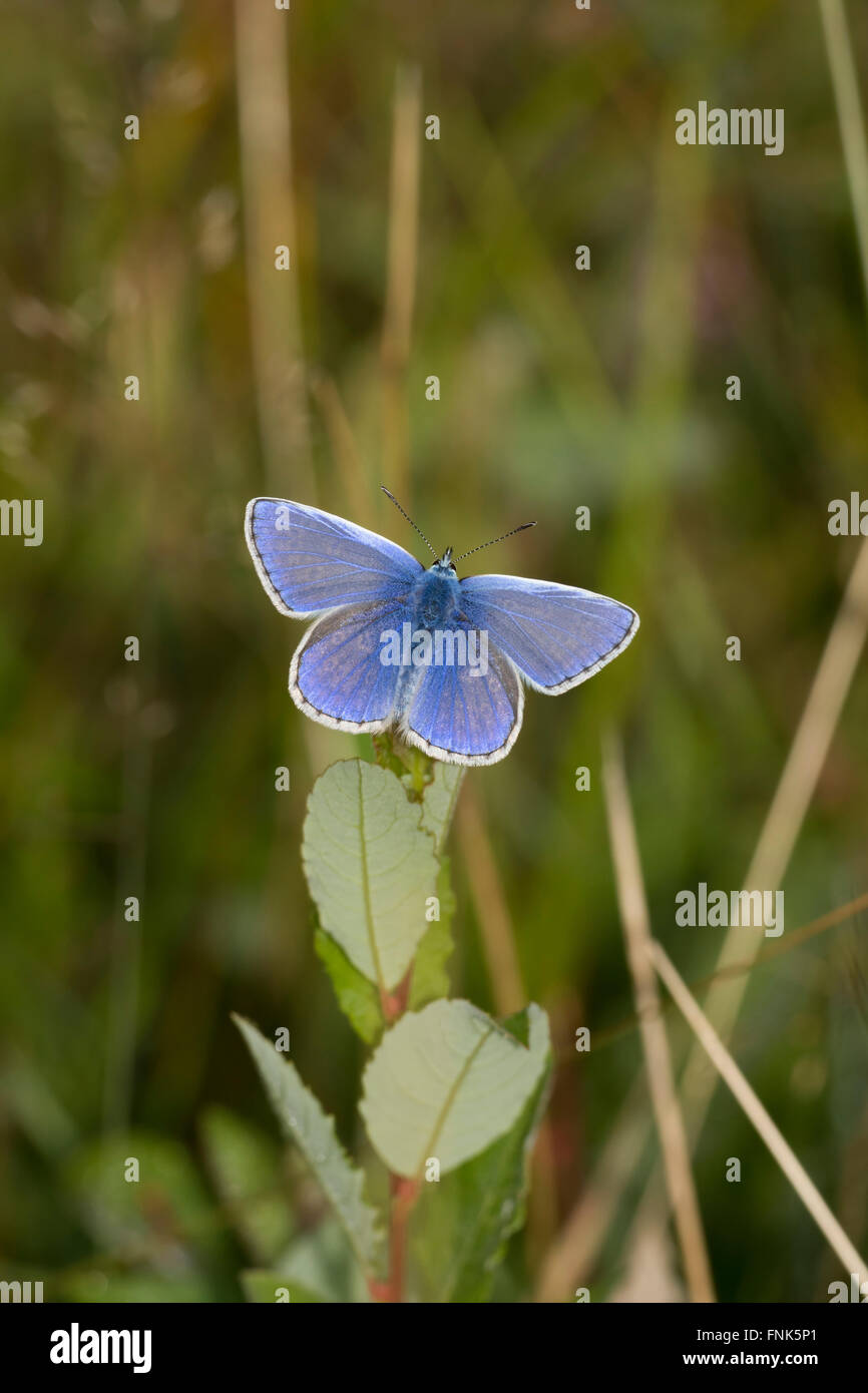 A male Common Blue butterfly (Polyommatus icarus) rests amongst vegetation, summer, Brede High Woods, East Sussex, UK Stock Photo
