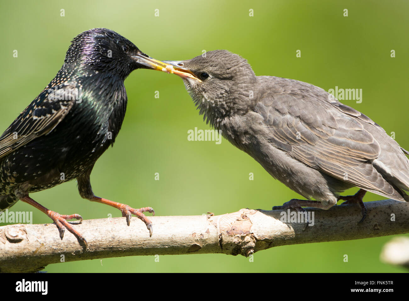 Baby Starling Bird