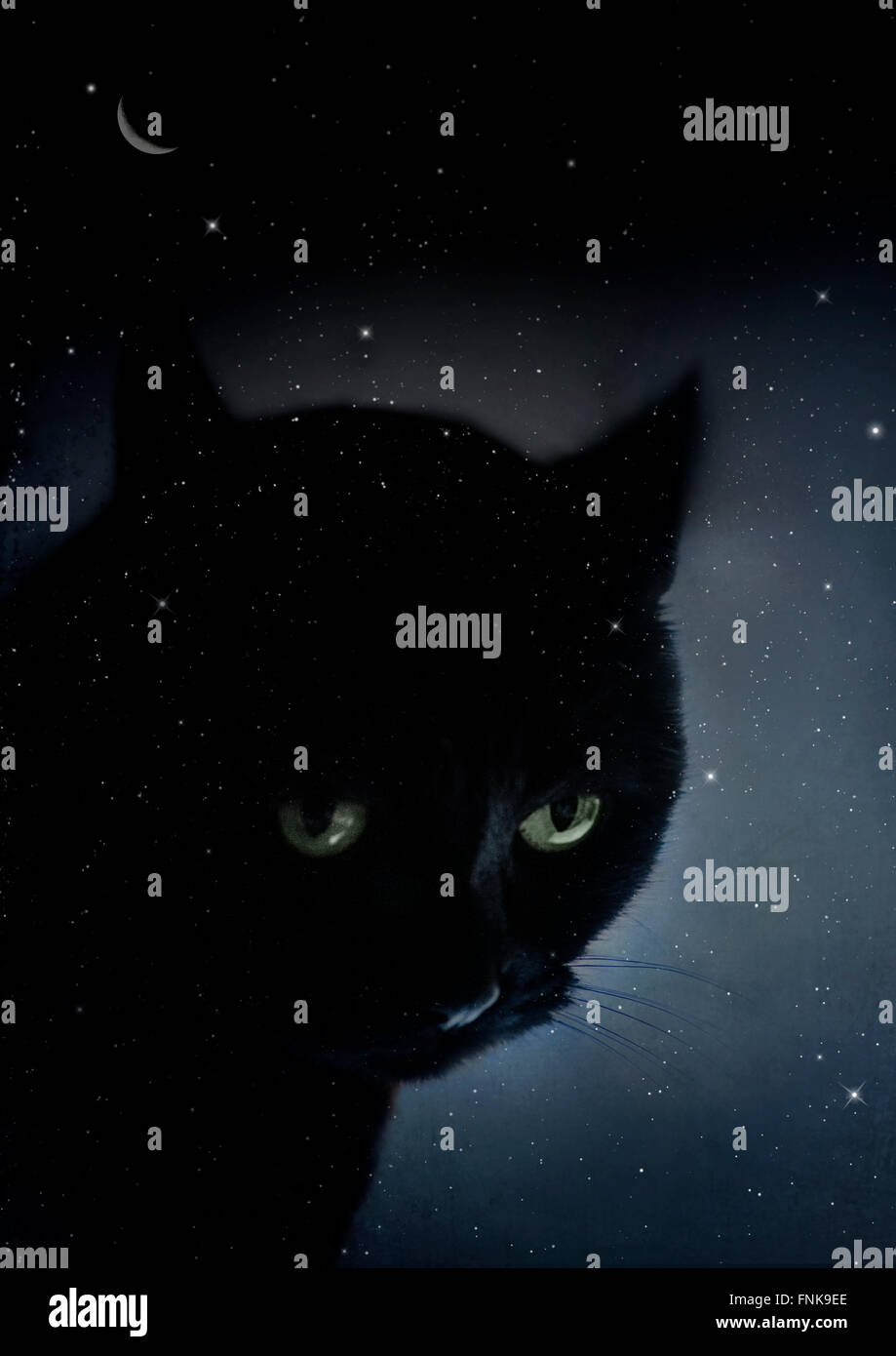 black cat in the starry night Stock Photo