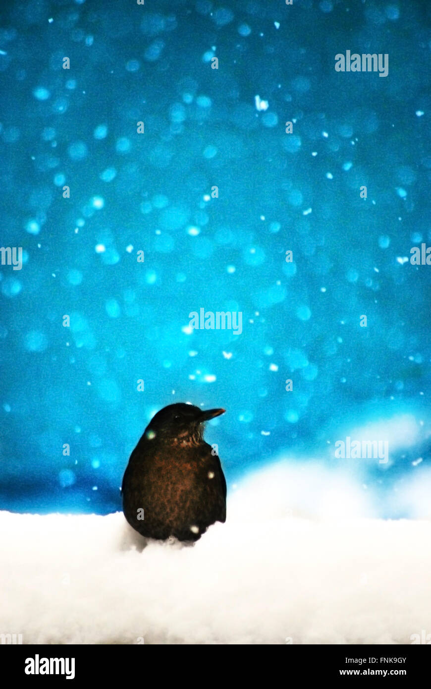 bird sitting in snow Stock Photo