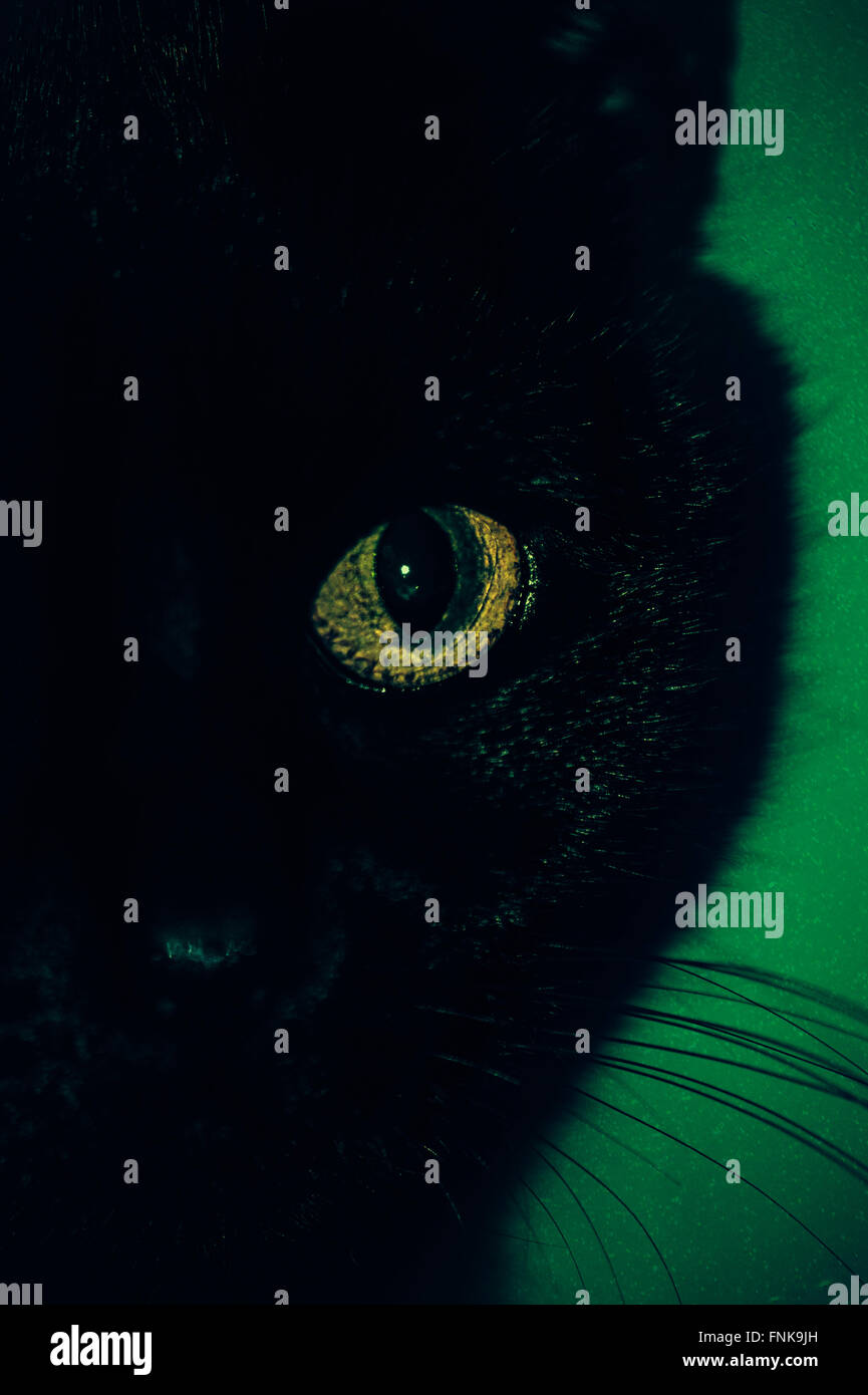 black cat eye close up Stock Photo