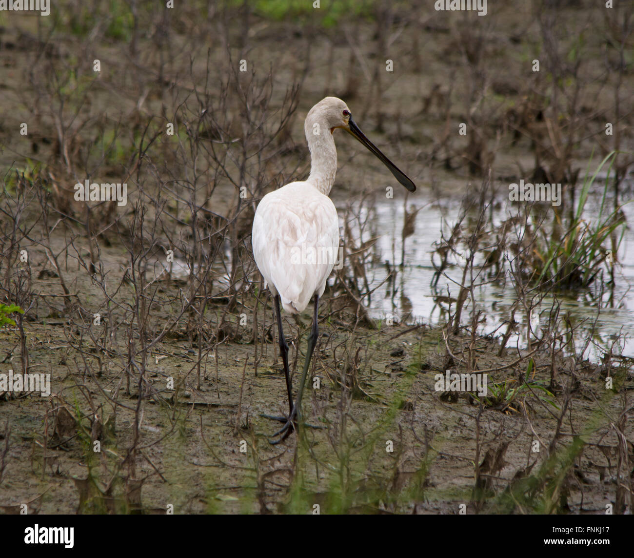 Eurasian spoonbill or common spoonbill on ground Stock Photo