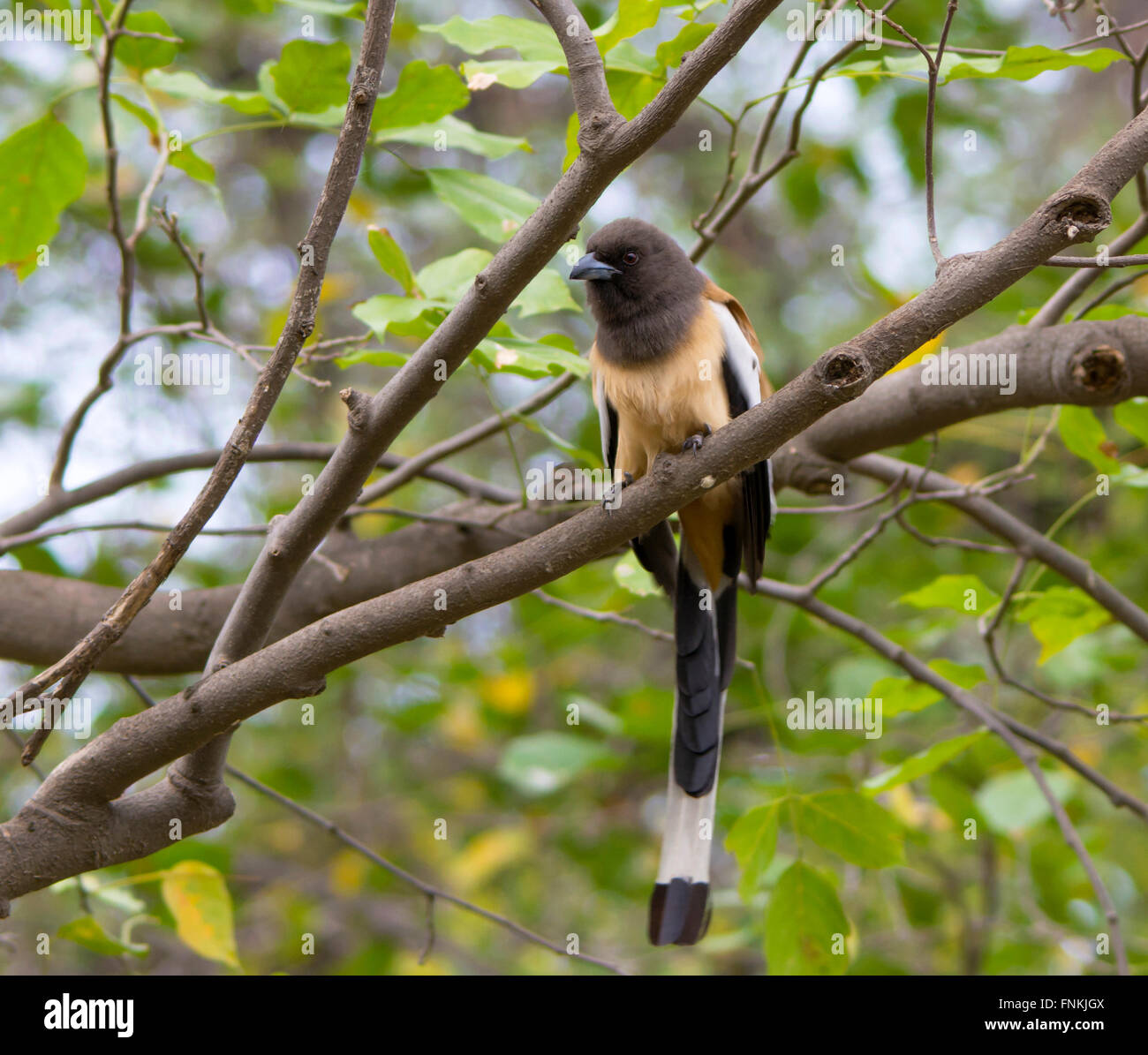 Indian Treepie Perched Stock Photo