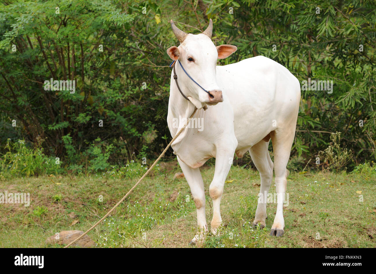 JalliKattu Posters (@jallikatuposter) / X