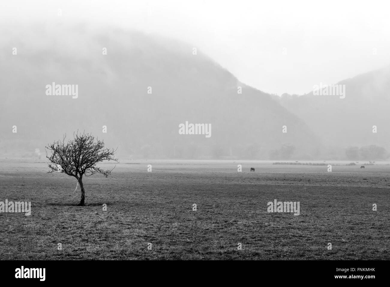 Tree in the fog in the forest at mountain Stock Photo - Alamy