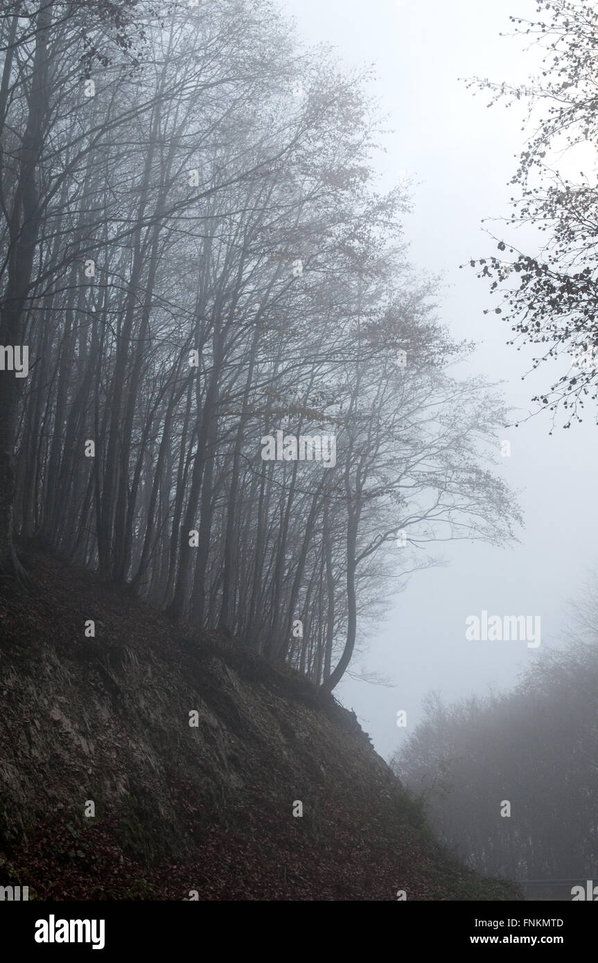 Tree in the fog in the forest at mountain Stock Photo - Alamy
