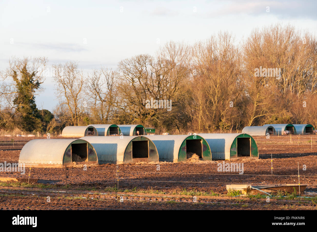 Pig arks on a Norfolk farm. Stock Photo