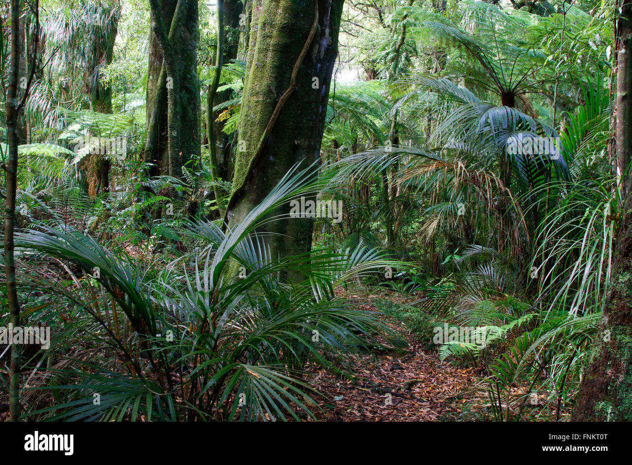 Lush green foliage in tropical jungle Stock Photo - Alamy