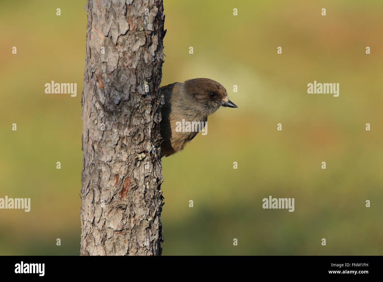 Siberian jay, Perisoreus infaustus on Pine tree Stock Photo