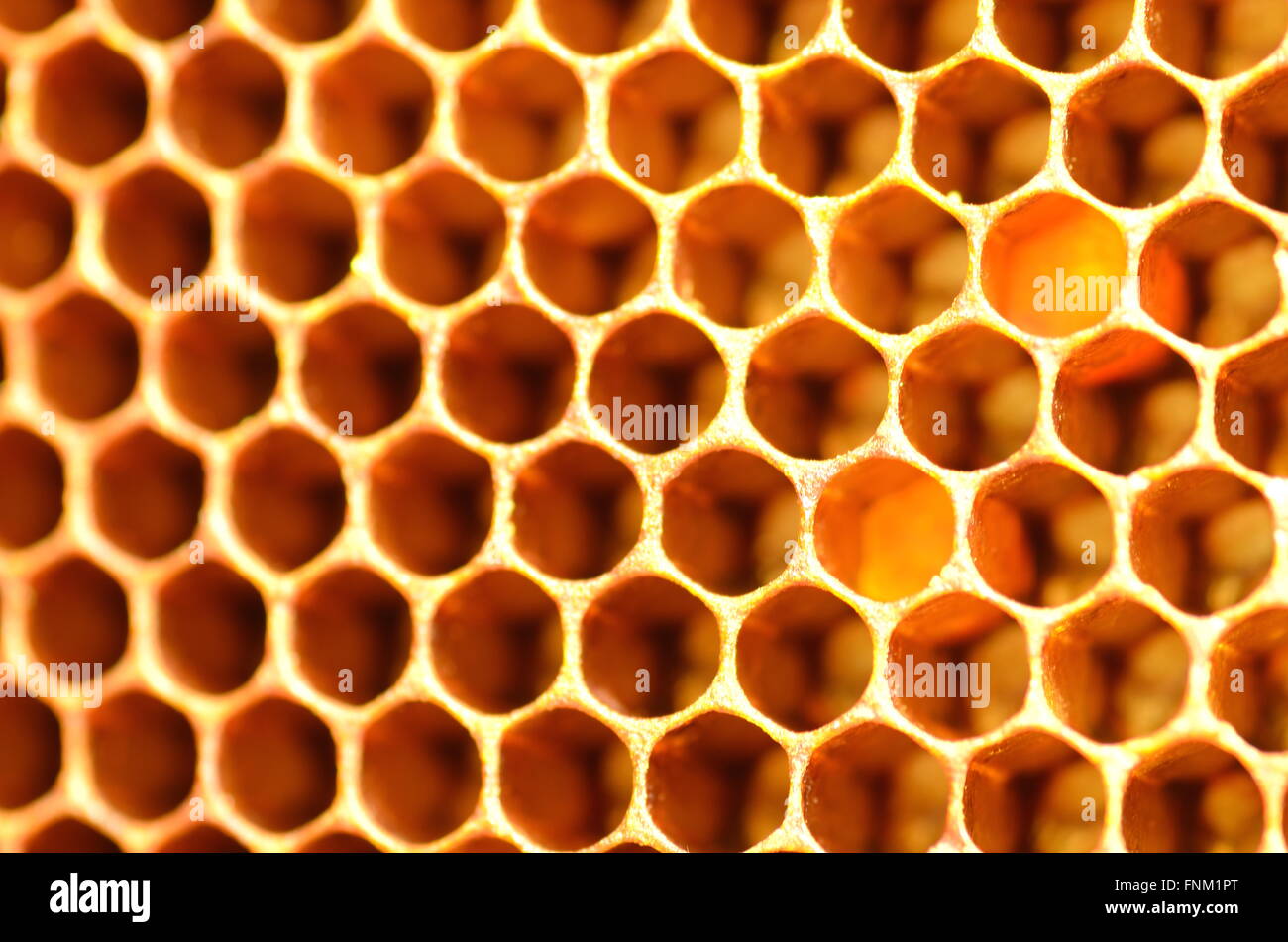 Honeycomb Stock Photo