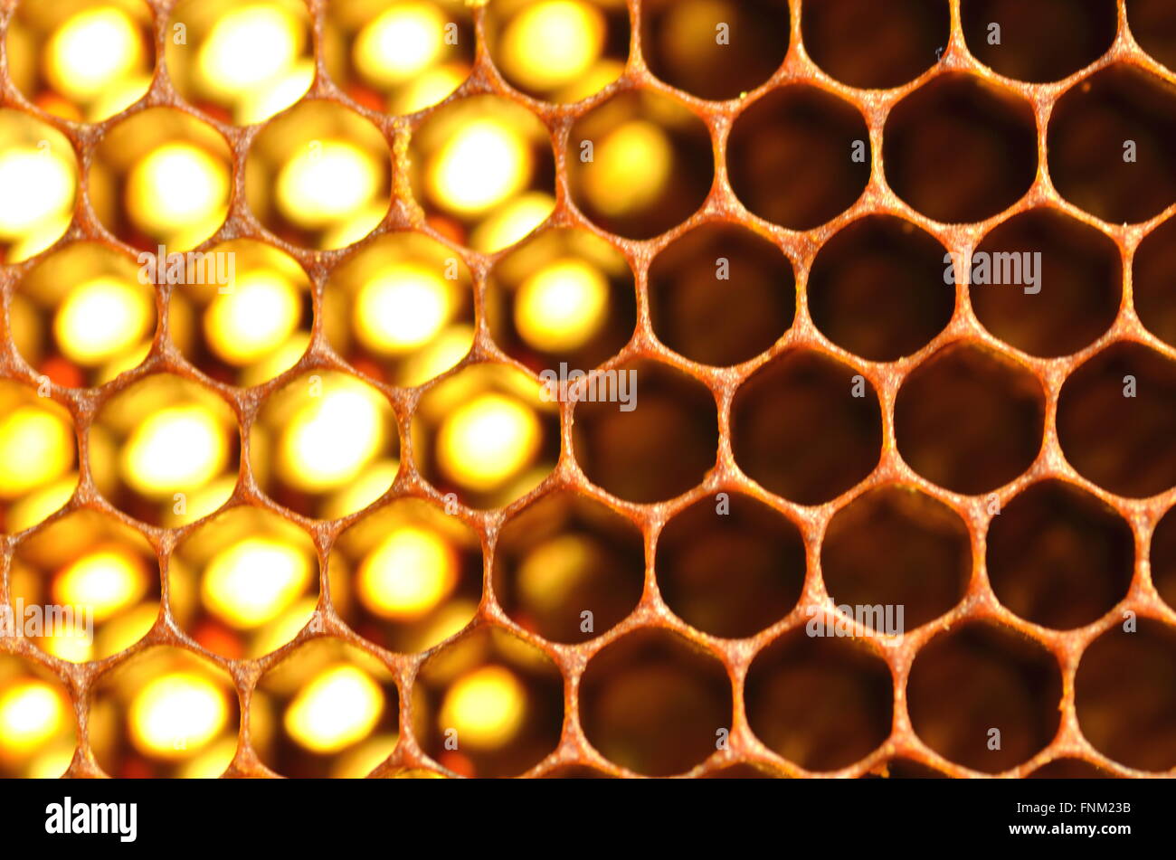 Honeycomb Stock Photo