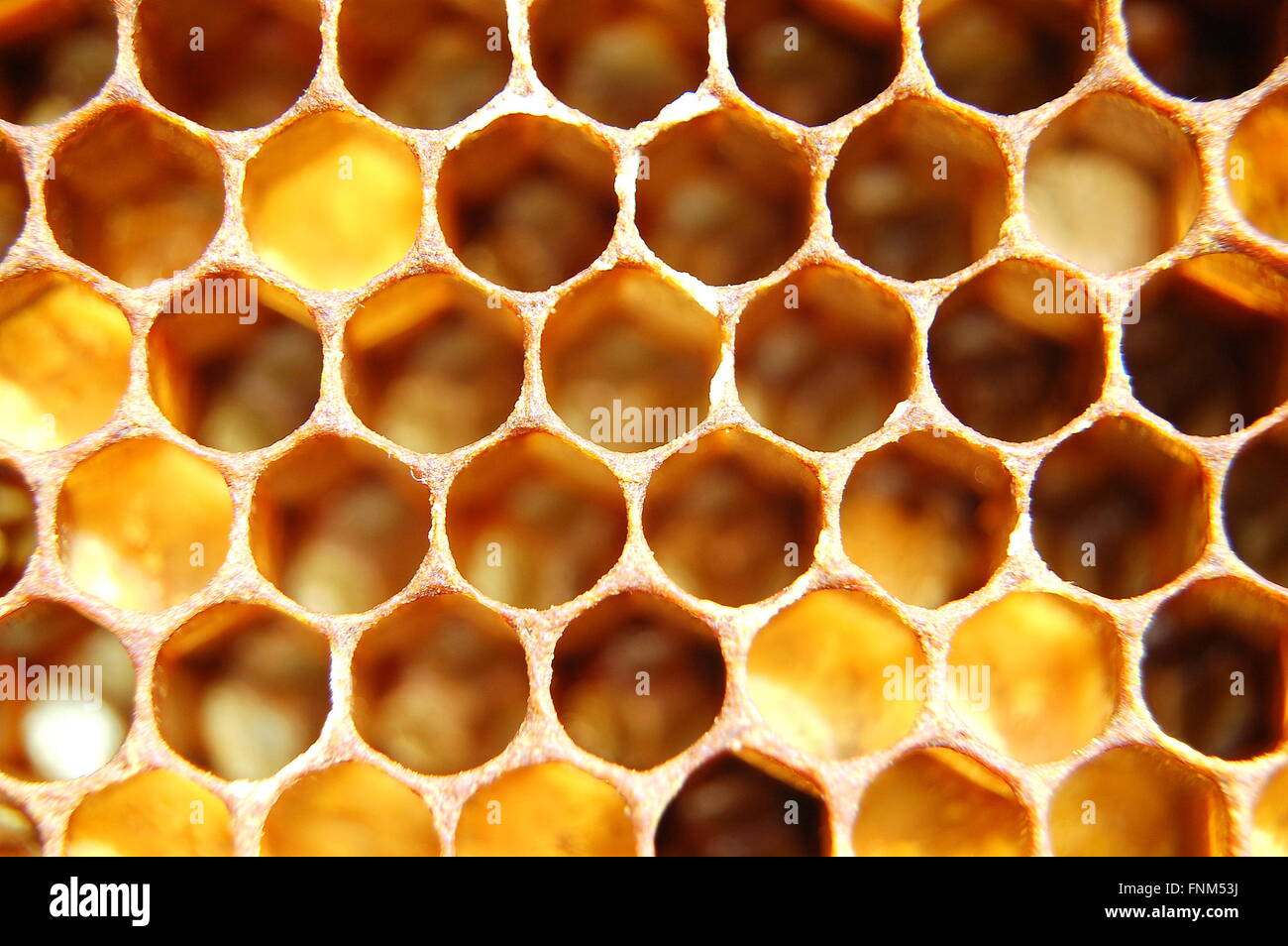 Симптом медовые соты. Симптом медовые соты. Сотовое легкое на кт. Личинки в сотах меда. Симптом медовые соты.