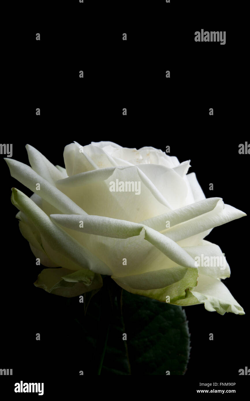 white rose on black background Stock Photo - Alamy
