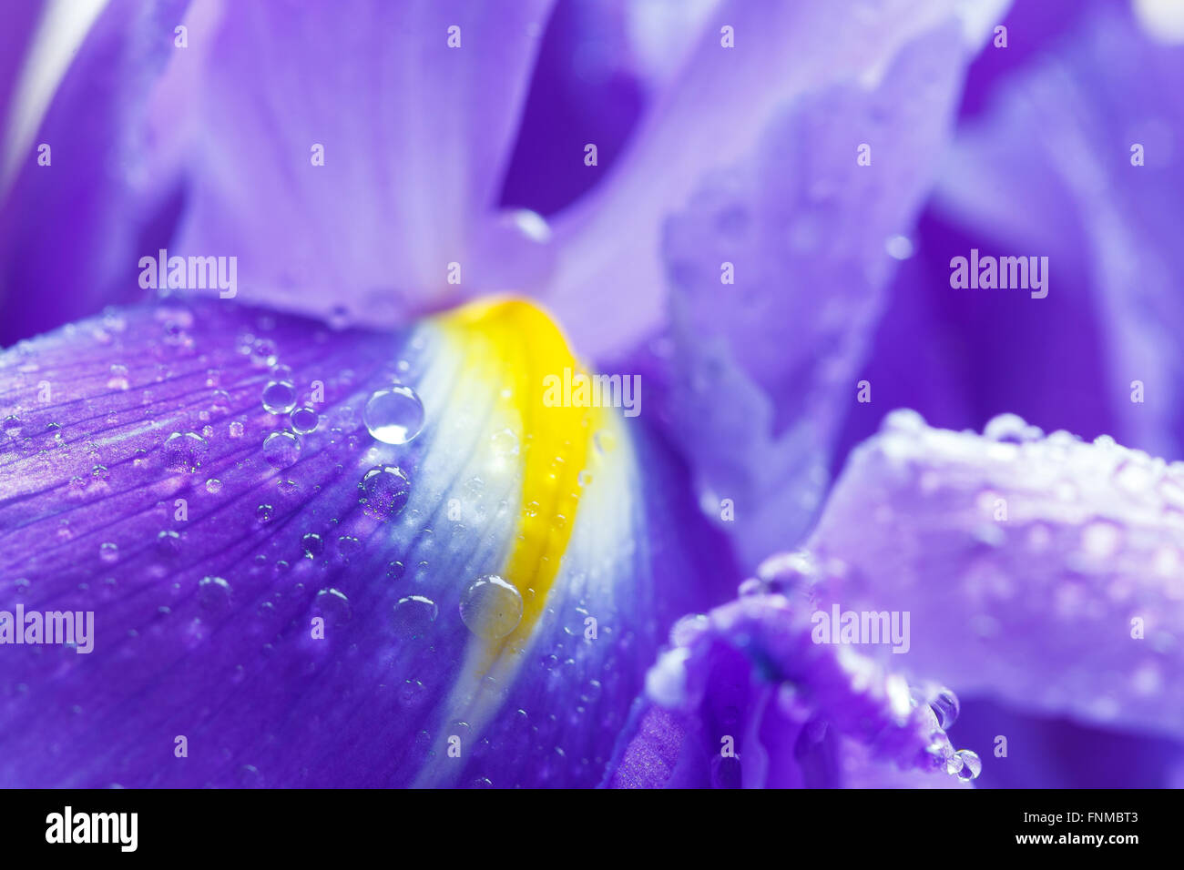 Purple Iris petals with water droplets, close-up Stock Photo - Alamy