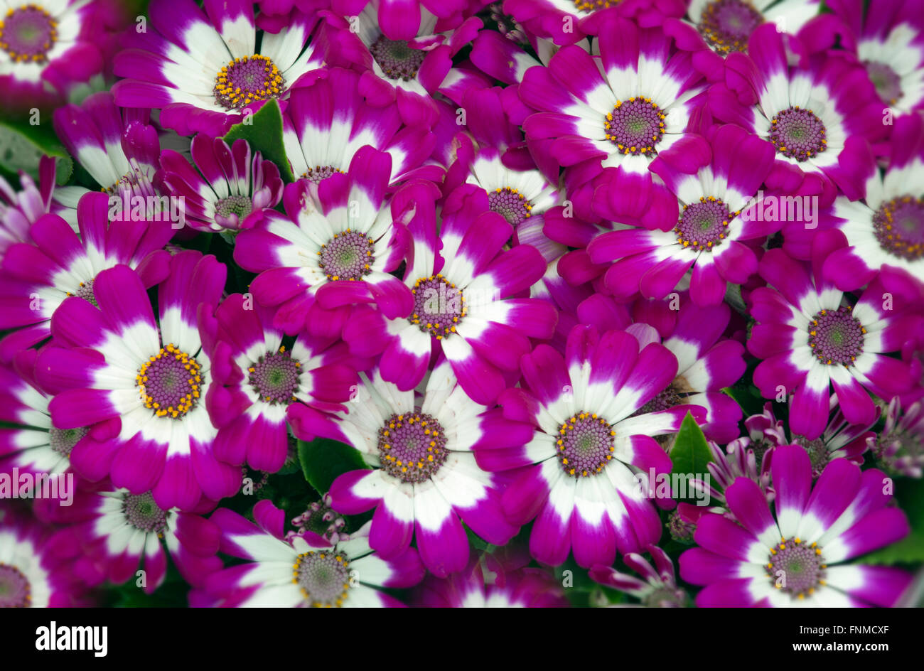 Cineraria genus of flowering plants in the sunflower family Stock Photo