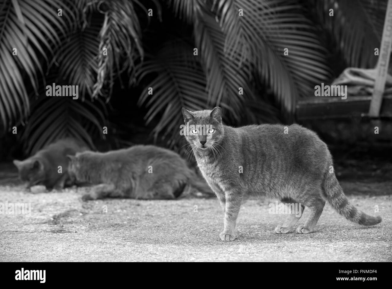Feral cat on Palm Beach Island Stock Photo