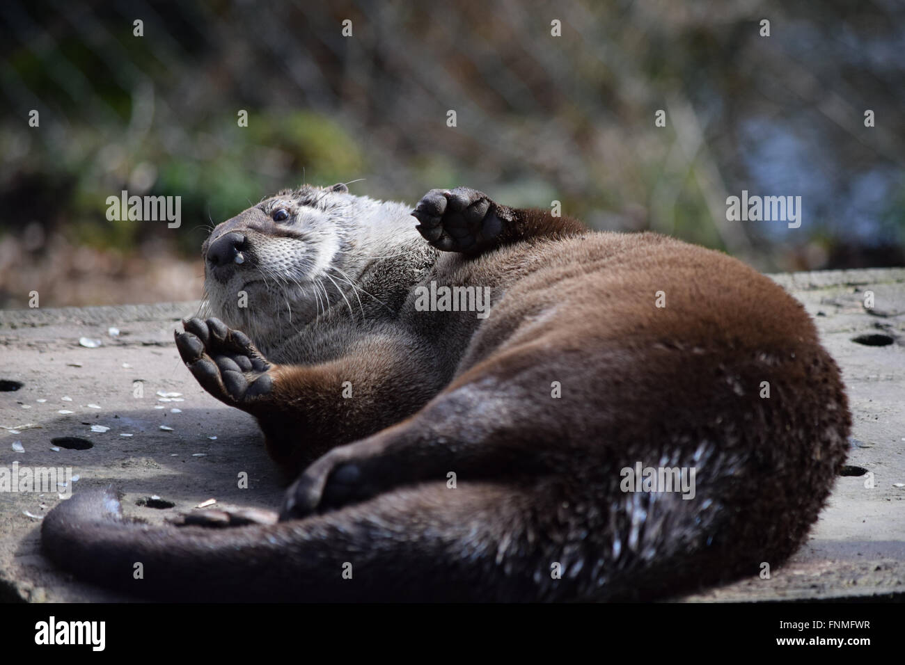 Otter enjoying himself in the sun Stock Photo