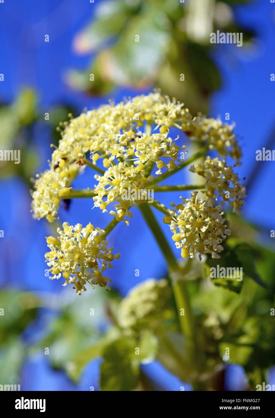 Wild celery plant in flower Stock Photo Alamy