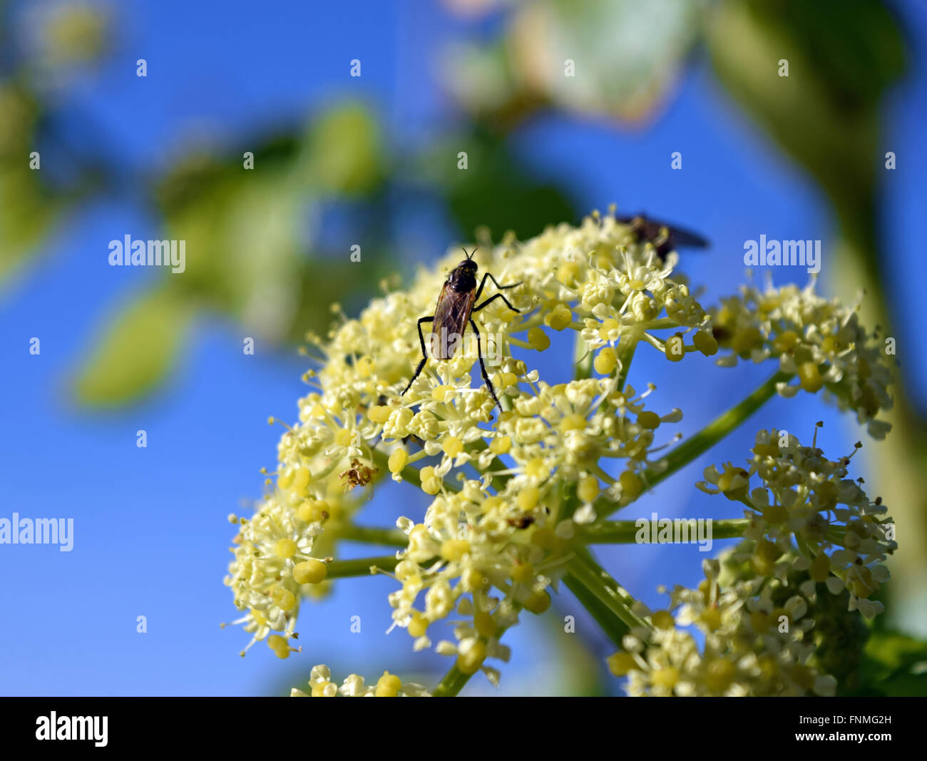 Wild celery flowers with insect Stock Photo Alamy