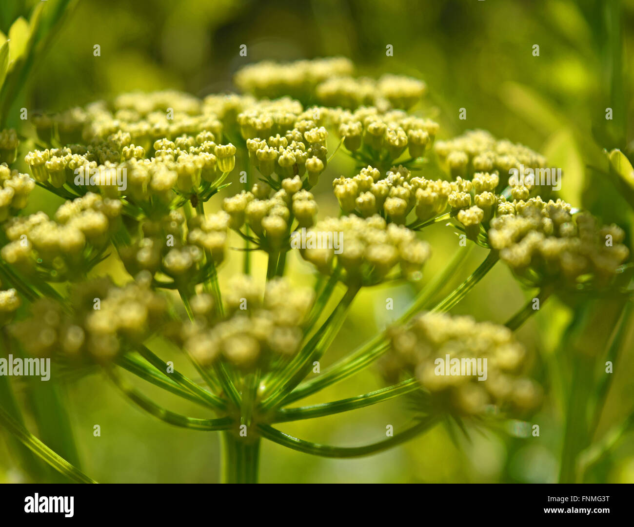Flowering parsley plant close-up Stock Photo