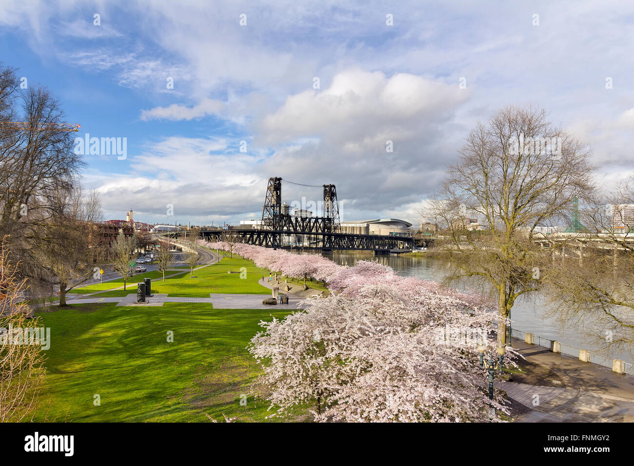 Cherry Blossom Trees with Pink Flowers in full bloom at waterfront park in Portland Oregon Stock