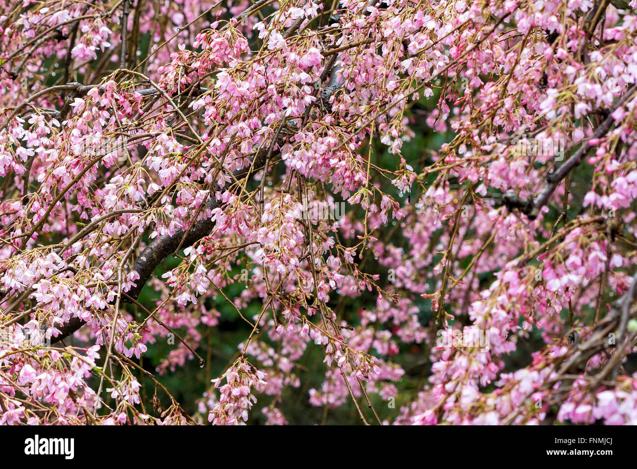 Cherry Blossom Tree with Pink Flowers in full bloom on a rainy day at Japanese Garden Closeup Stock Photo