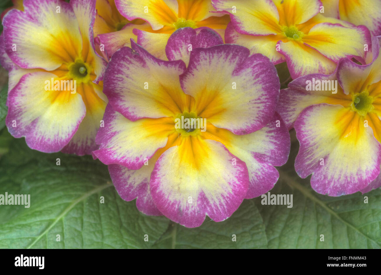 purple and yellow primroses  Primula vulgaris Stock Photo