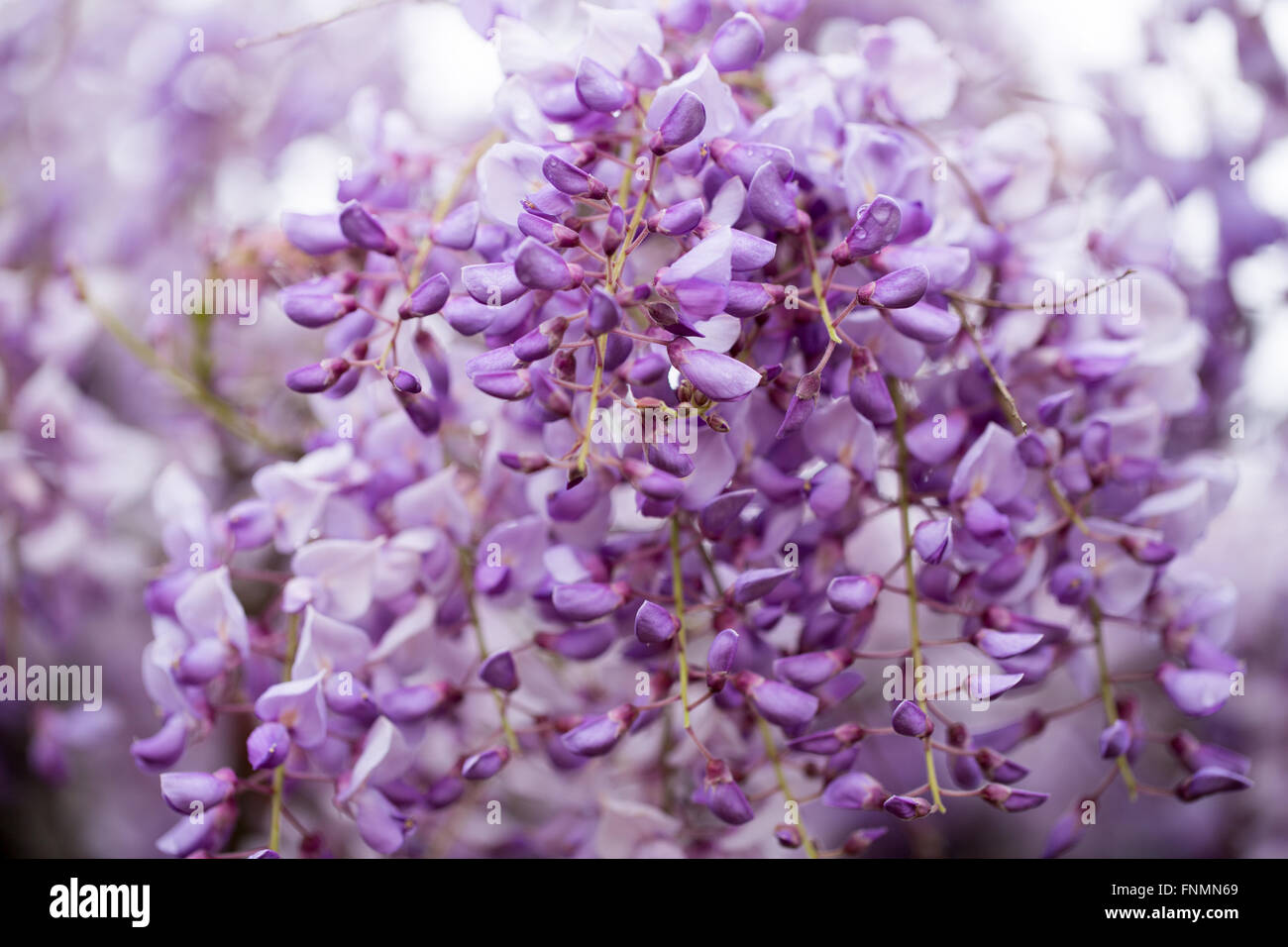 Wisteria Flowers in Bloom. Stock Photo