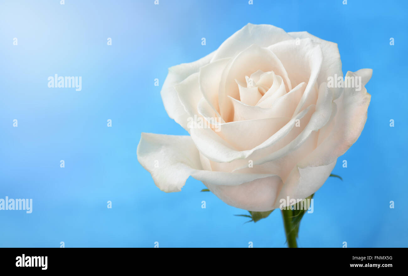 White rose under blue sky background Stock Photo - Alamy
