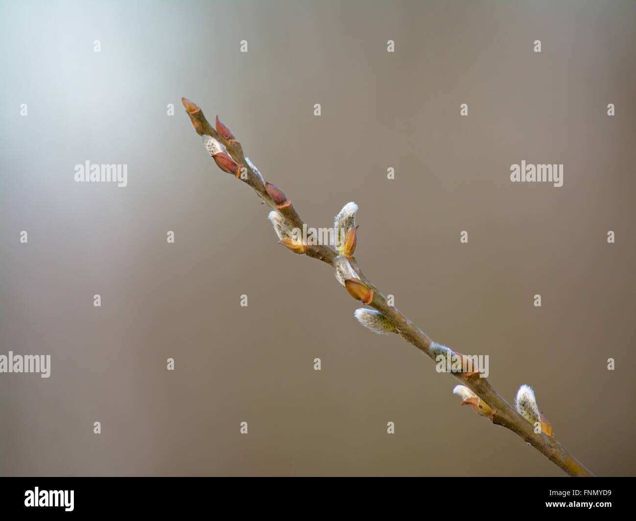 Close-up of willow catkins on bokeh background Stock Photo