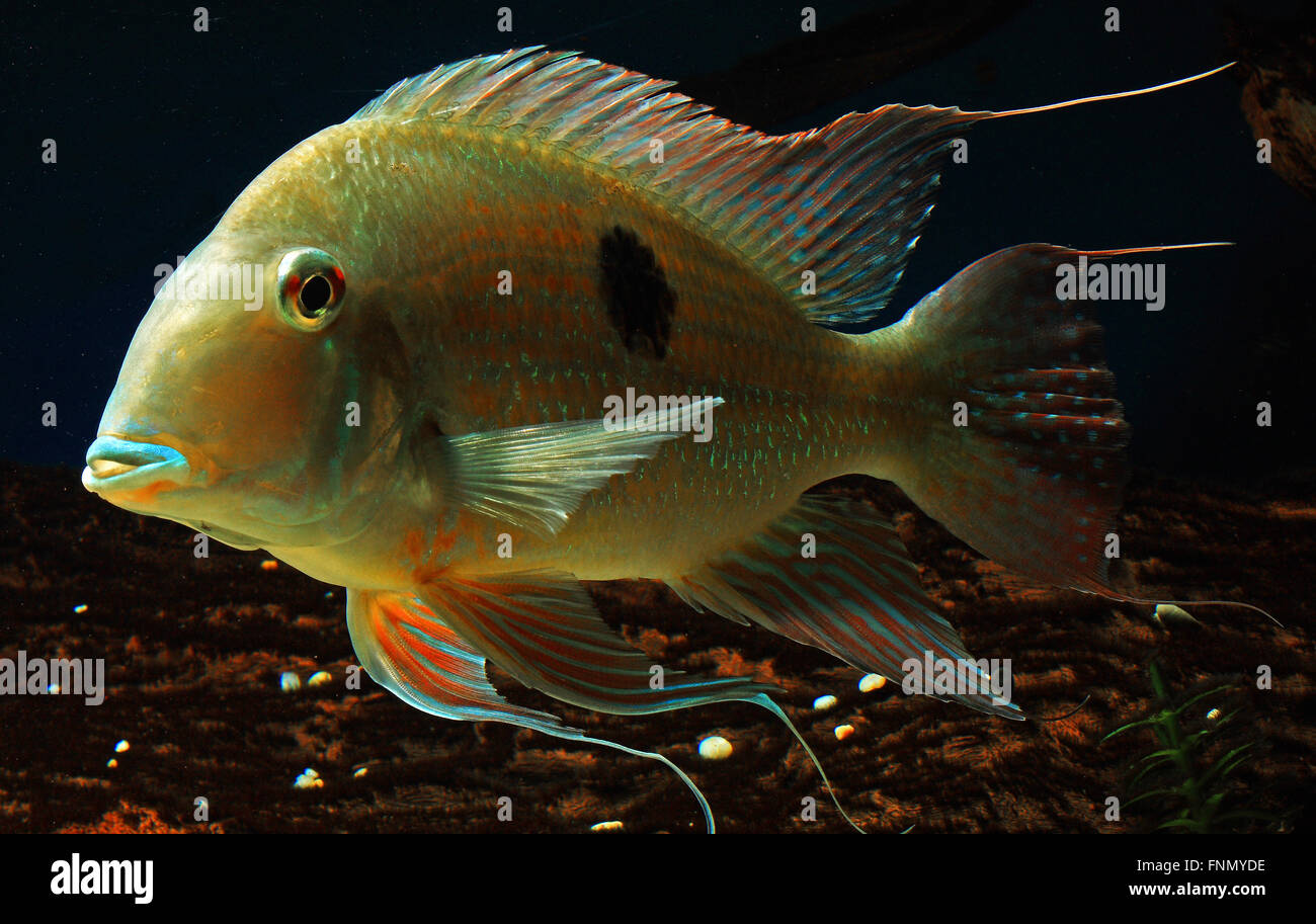 Geophagus Surinamensis, red striped eartheater, Stock Photo