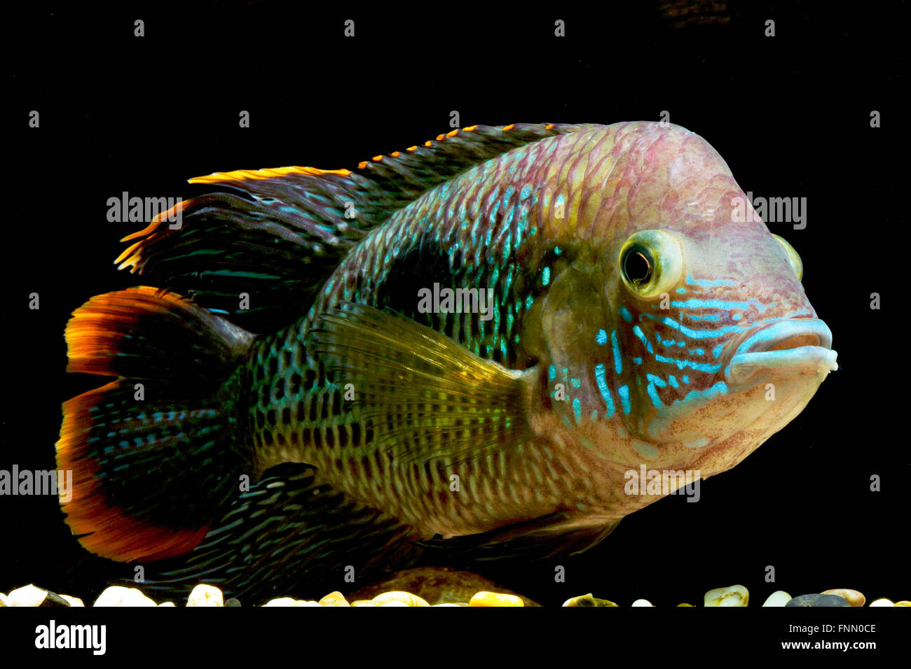 Green Terror cichlid, Aequidens rivulatus As is typical with most large