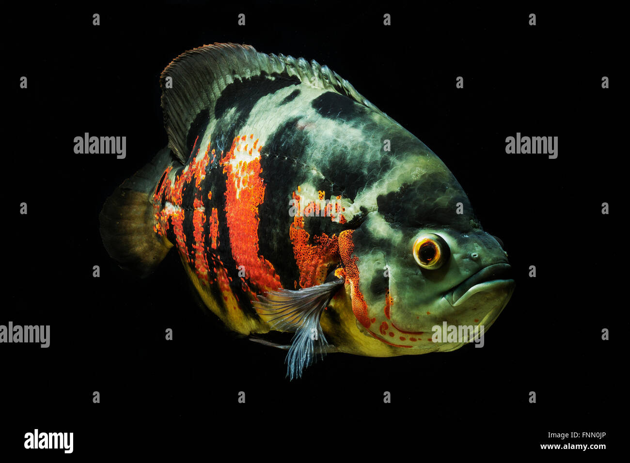 Astronotus ocellatus, Oscar, Velvet Cichlid, Marble Cichlid Stock Photo