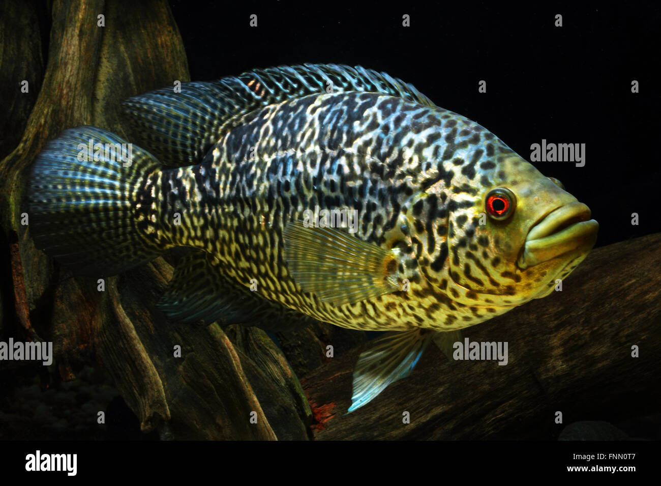 Parapetenia Managuensis, Jaguar Cichlid, fish Stock Photo