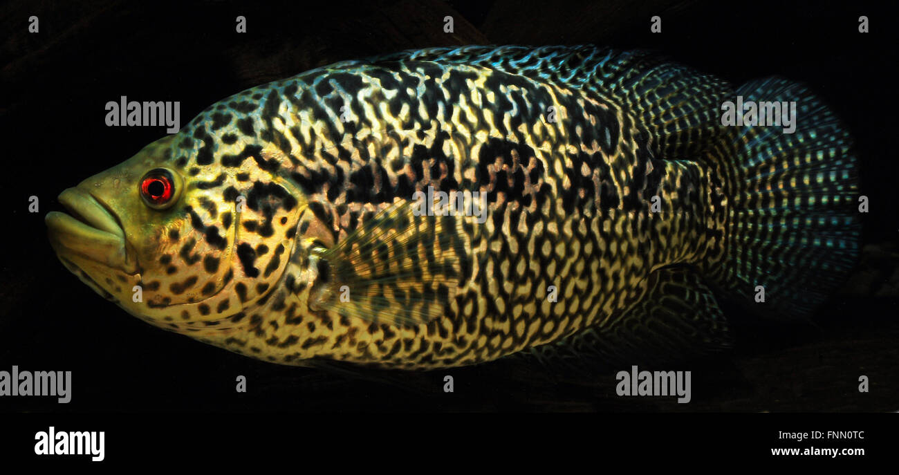 Parapetenia Managuensis, Jaguar Cichlid, fish Stock Photo