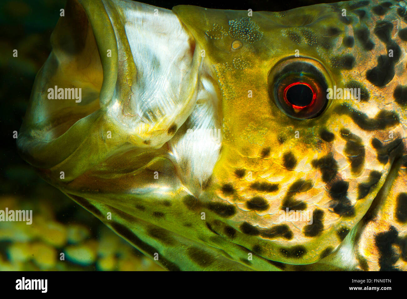 Parapetenia Managuensis, Jaguar Cichlid, fish Stock Photo