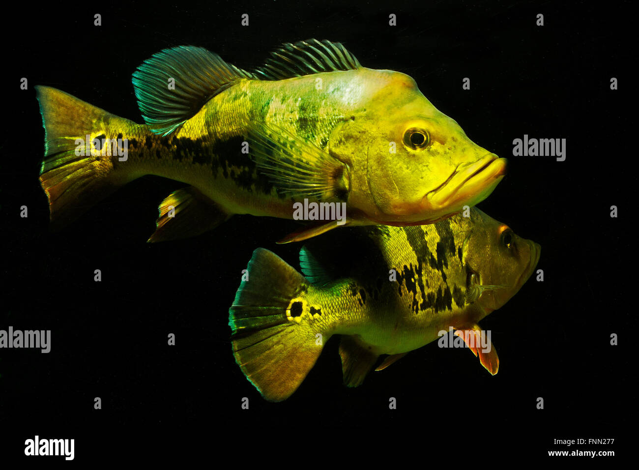 Cichlid, cichla monoculus, peacock bass, aquarium Stock Photo