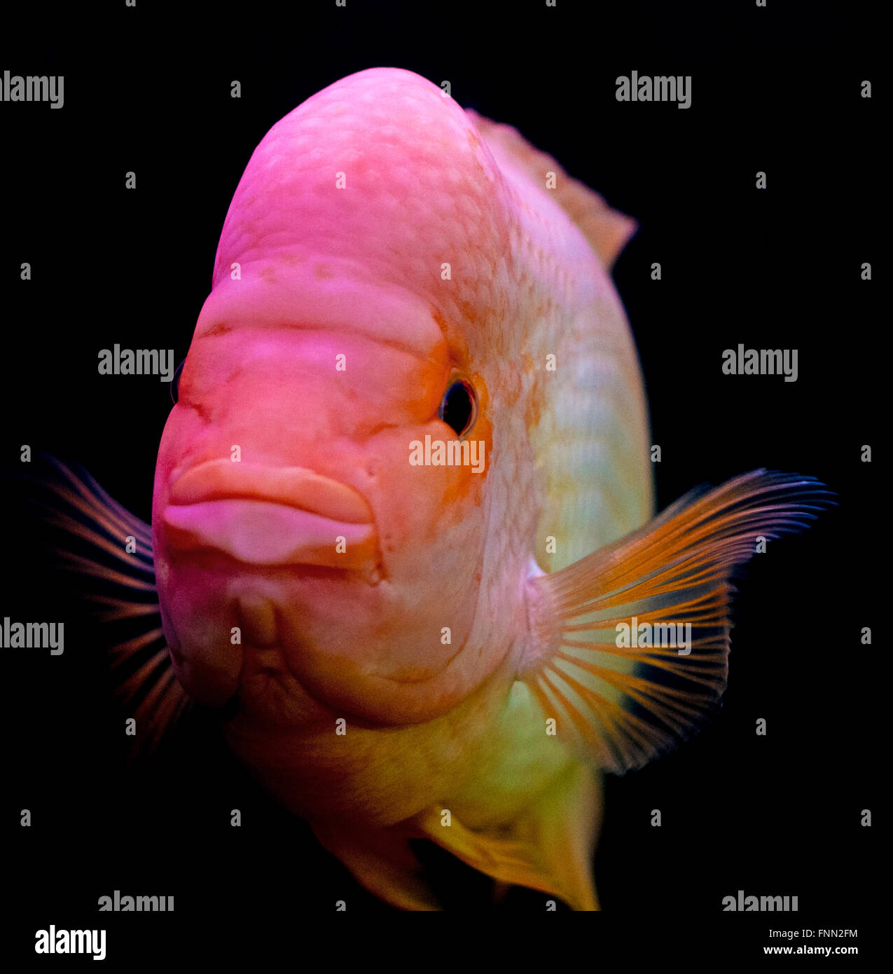 Red devil cichlid hi-res stock photography and images - Alamy