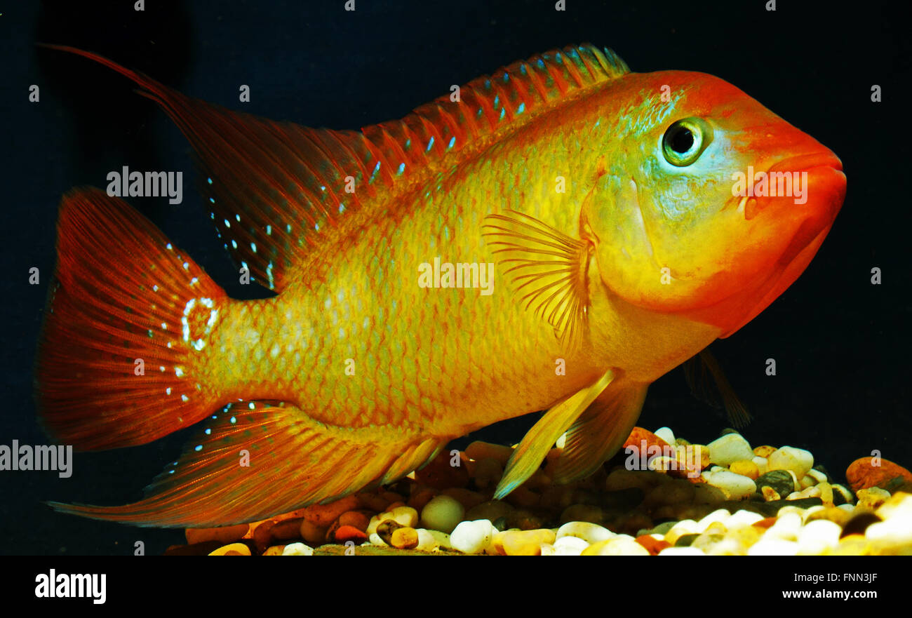Red Terror Cichlid High Resolution Stock Photography and Images - Alamy