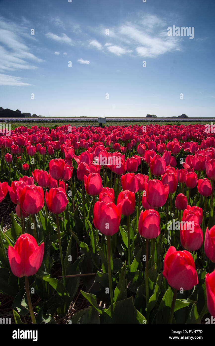 field of tulips with a blue sky Stock Photo - Alamy