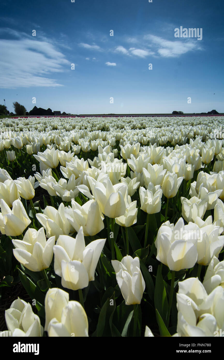 field of tulips with a blue sky Stock Photo - Alamy