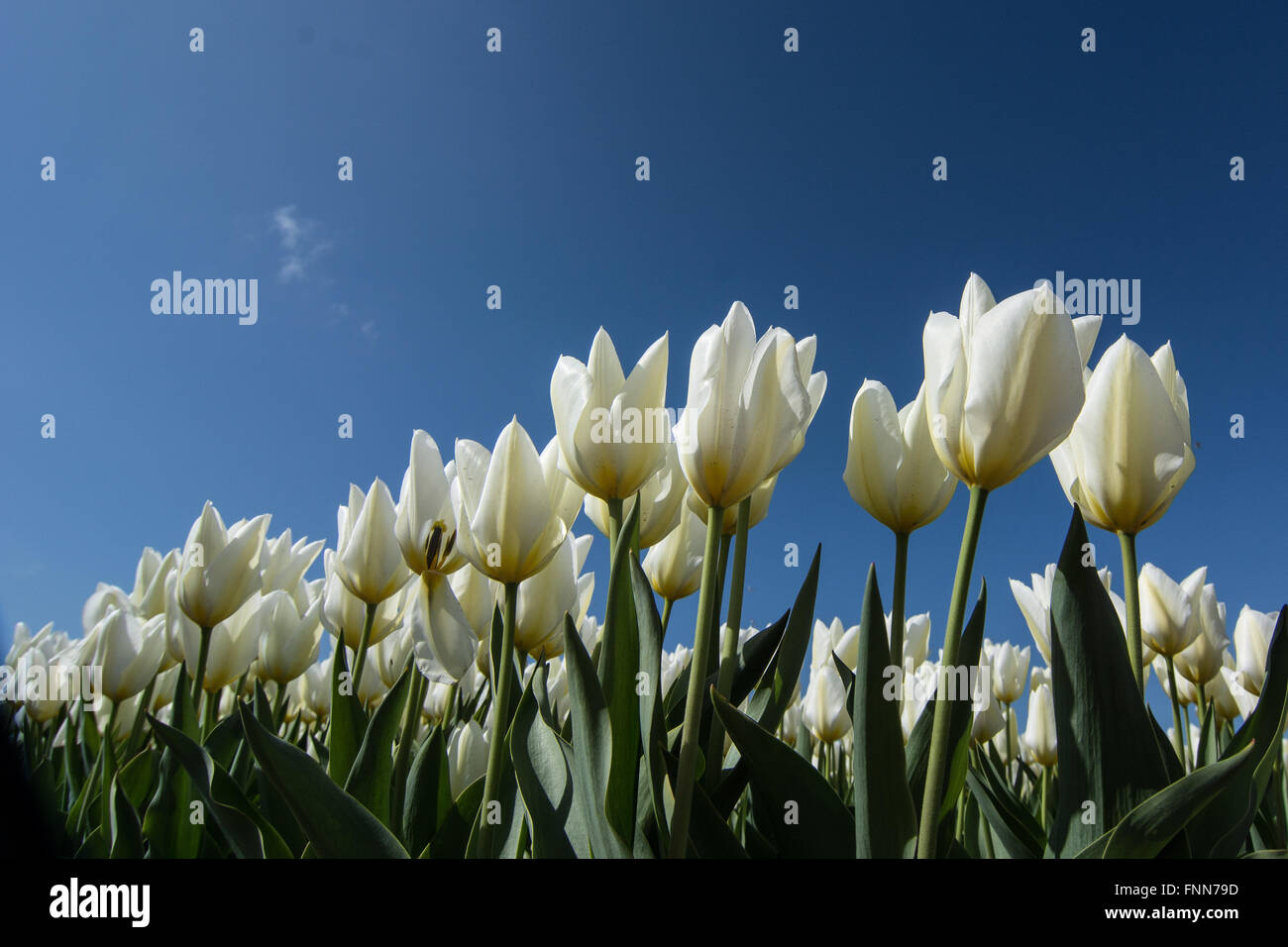 field of tulips with a blue sky Stock Photo - Alamy