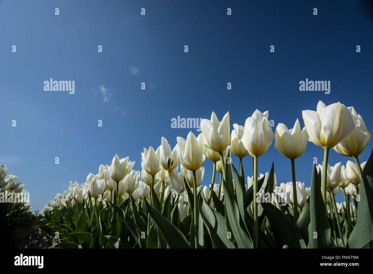field of tulips with a blue sky Stock Photo - Alamy