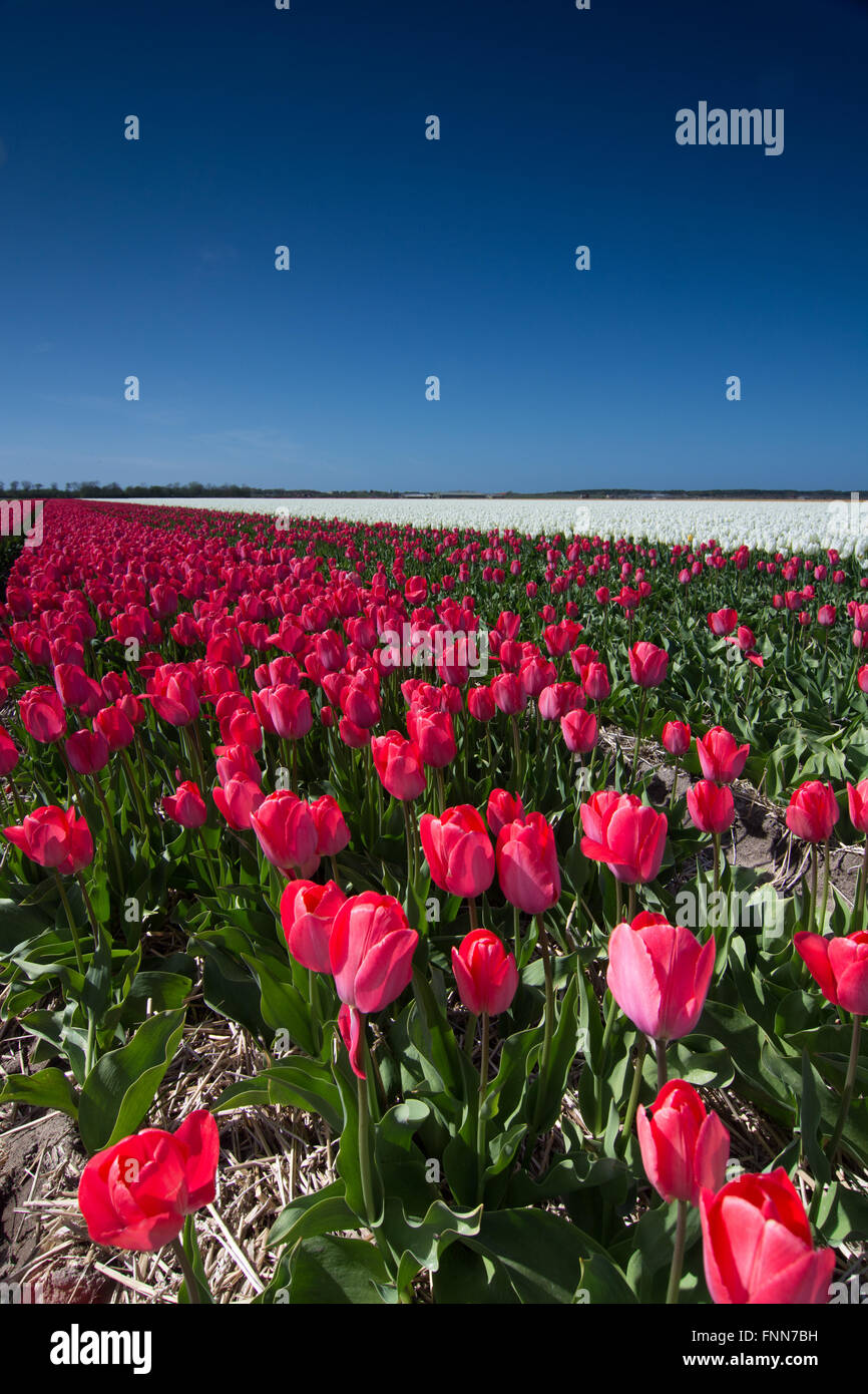 field of tulips with a blue sky Stock Photo - Alamy