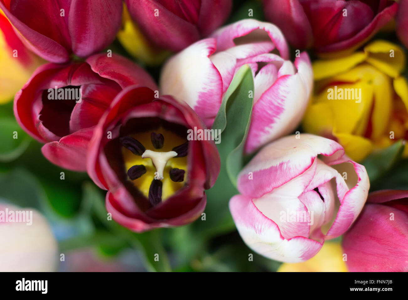 bunch of colorful tulips Stock Photo - Alamy