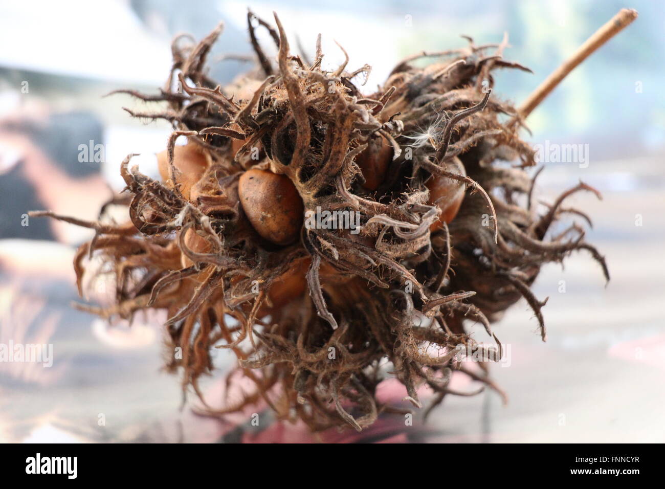 A nutcase of many individual cob nuts, shed from a local tree Stock