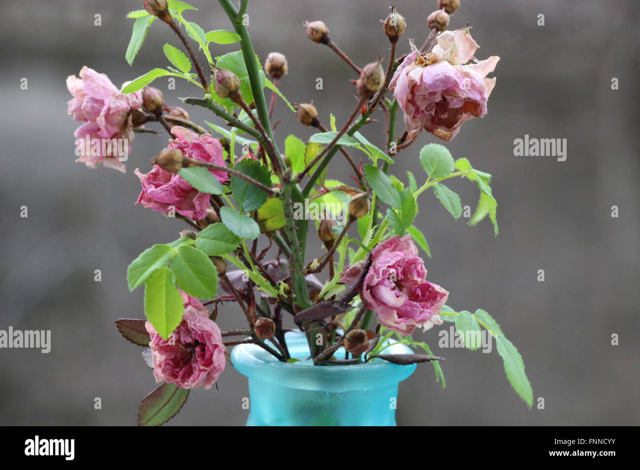 Rose cuttings - dead shriveled flowers with fresh new leaves bursting forth Stock Photo