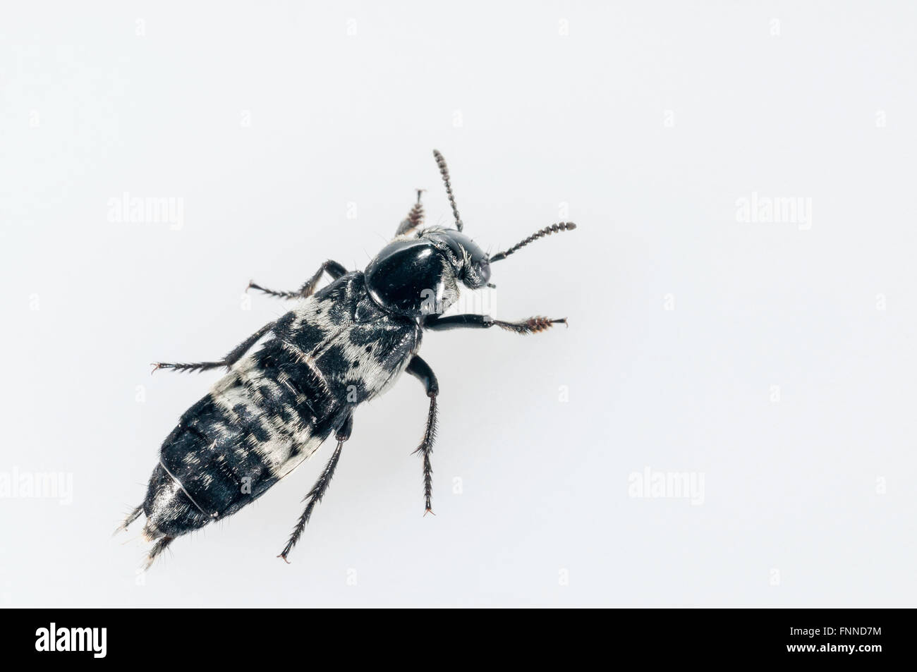 Hairy rove beetle, Creophilus maxillosus; native to eastern USA; cutout with white background Stock Photo