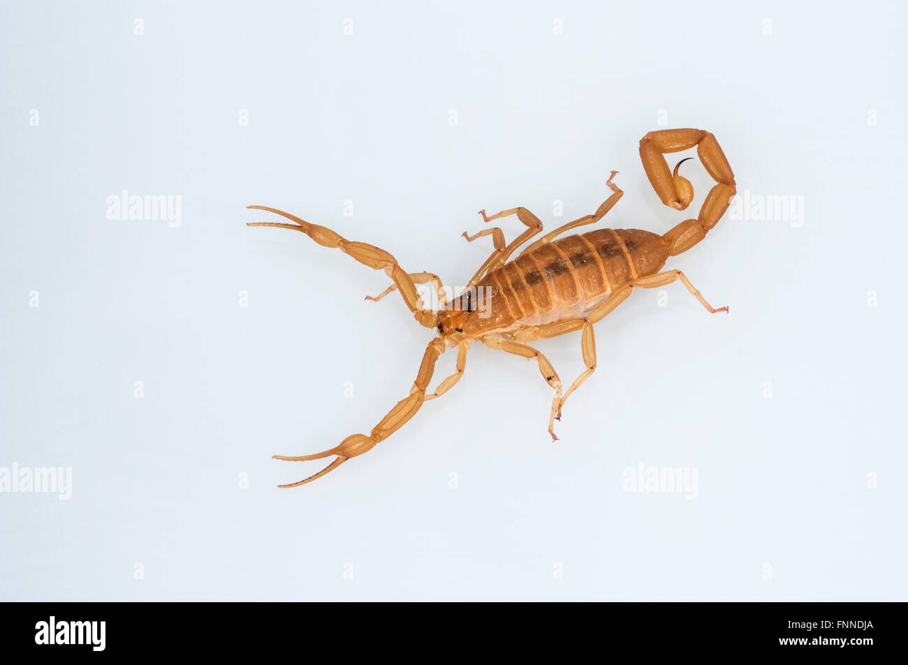 Arizona bark scorpion, Centruroides sculpturatus, native from Arizona to Mexico; cutout on white background Stock Photo